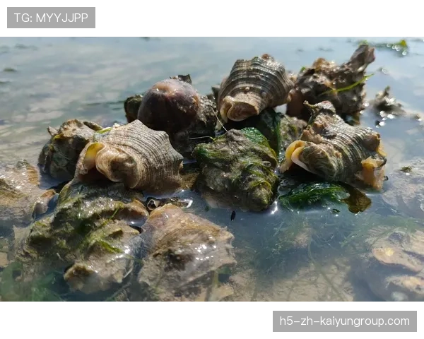 台风带来惊喜，惠州海滩海鲜爆棚，惠州台风厉害吗